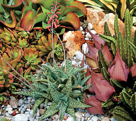 Garden Club of Cape Coral | Versatile succulents
